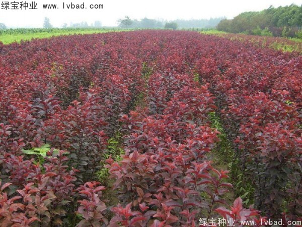 <a href='https://www.lvbad.com/linmuzhongzi/1756.html' target='_blank'>红叶李种子</a>