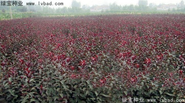 红叶李种子