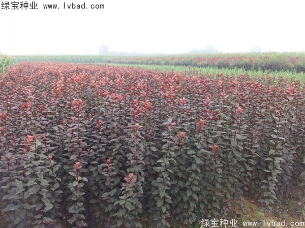 红叶李种子
