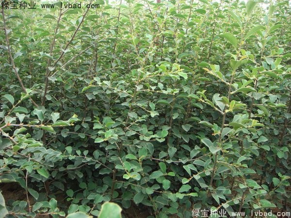 <a href='https://www.lvbad.com/linmuzhongzi/1758.html' target='_blank'>木瓜树种子</a>