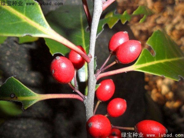 红果冬青种子