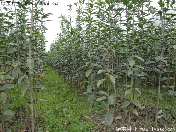 <a href='https://www.lvbad.com/linmuzhongzi/1768.html' target='_blank'>桂花</a><a href='https://www.lvbad.com/' target='_blank'>种子</a>