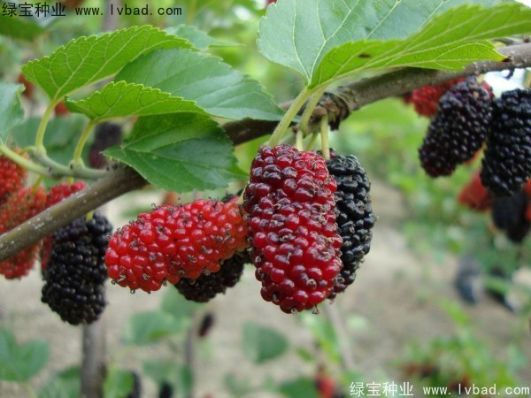 桑树<a href='https://www.lvbad.com/' target='_blank'>种子</a>