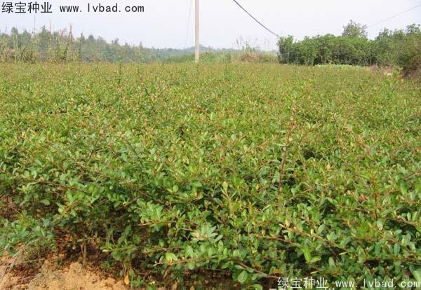 火棘<a href='https://www.lvbad.com/' target='_blank'>种子</a>