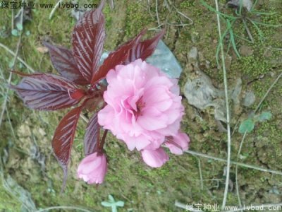 樱花种子