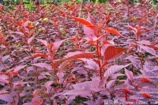 樱花种子