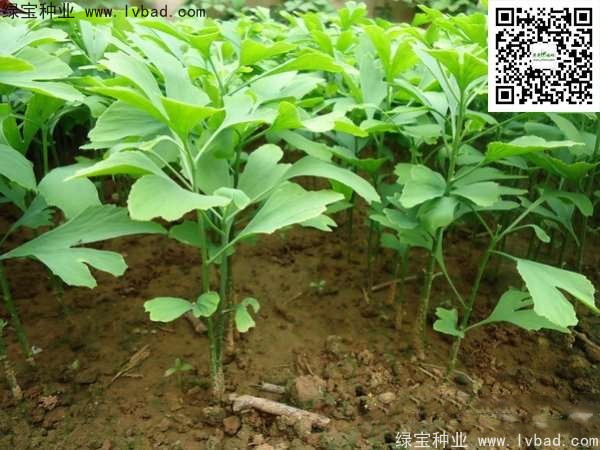 <a href='https://www.lvbad.com/linmuzhongzi/1778.html' target='_blank'>银杏种子</a>