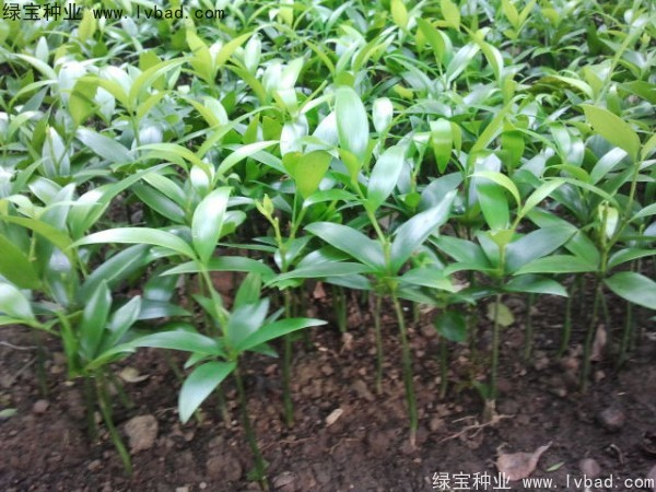 <a href='https://www.lvbad.com/linmuzhongzi/1779.html' target='_blank'>竹柏</a><a href='https://www.lvbad.com/' target='_blank'>种子</a>