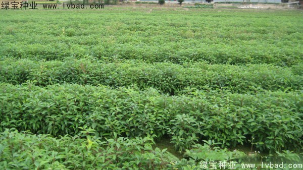 香樟树<a href='https://www.lvbad.com/' target='_blank'>种子</a>