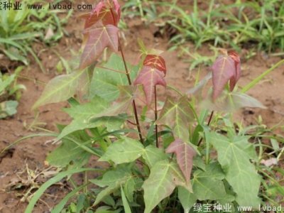 五角枫种子