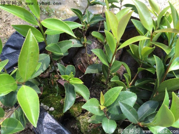 <a href='https://www.lvbad.com/linmuzhongzi/1784.html' target='_blank'>红花油茶种子</a>