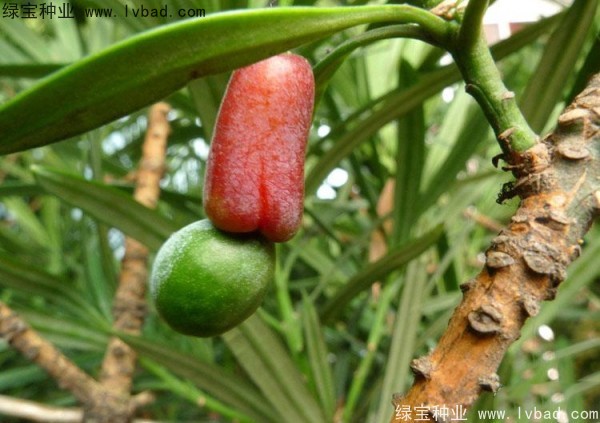 成熟的罗汉松种子图片图片