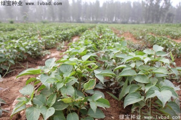 <a href='https://www.lvbad.com/linmuzhongzi/1793.html' target='_blank'>重阳木种子</a>
