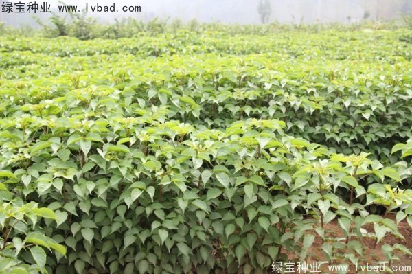 重阳木<a href='https://www.lvbad.com/' target='_blank'>种子</a>