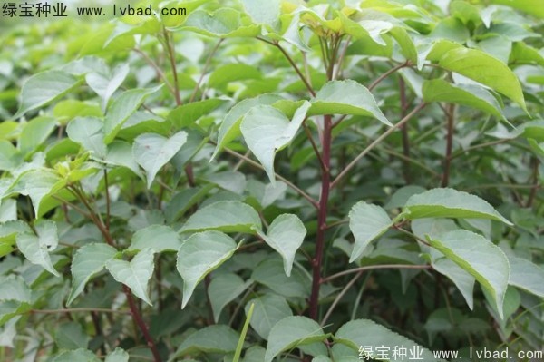 <a href='https://www.lvbad.com/linmuzhongzi/1793.html' target='_blank'>重阳木种子</a>