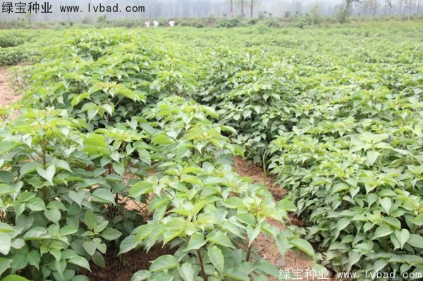 重阳木<a href='https://www.lvbad.com/' target='_blank'>种子</a>