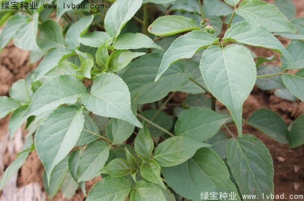 <a href='https://www.lvbad.com/linmuzhongzi/1793.html' target='_blank'>重阳木种子</a>