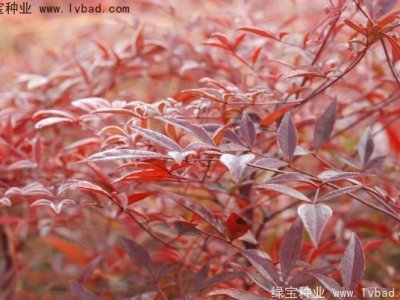 红天竹种子