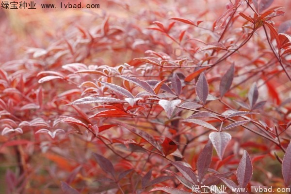 红天竹种子