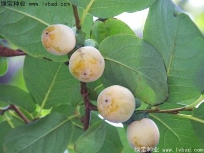 君迁子种子