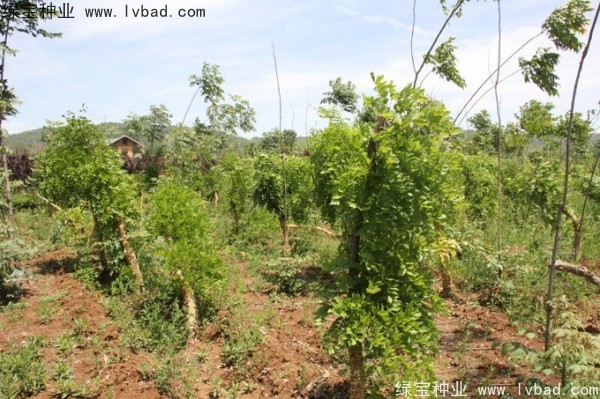 紫藤<a href='https://www.lvbad.com/' target='_blank'>种子</a> 紫藤<a href='https://www.lvbad.com/' target='_blank'>种子</a>