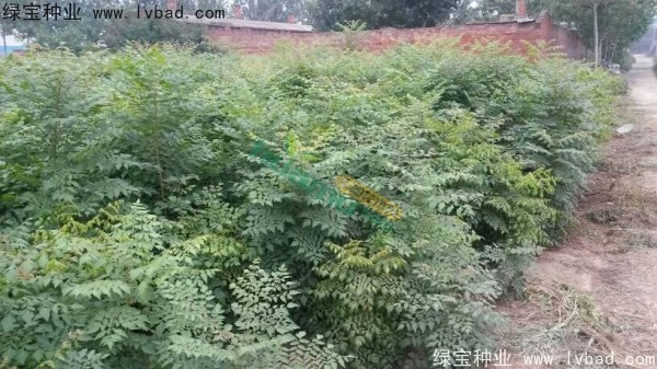 <a href='https://www.lvbad.com/linmuzhongzi/1807.html' target='_blank'>北栾种子</a>