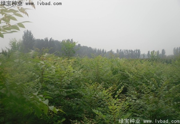 <a href='https://www.lvbad.com/linmuzhongzi/1807.html' target='_blank'>北栾</a><a href='https://www.lvbad.com/' target='_blank'>种子</a>