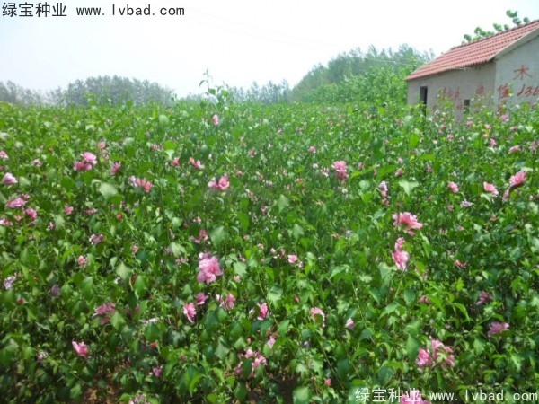 <a href='https://www.lvbad.com/linmuzhongzi/1808.html' target='_blank'>木槿种子</a>