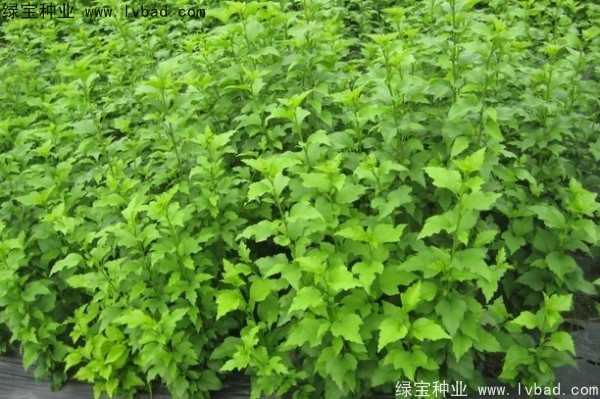 <a href='https://www.lvbad.com/linmuzhongzi/1808.html' target='_blank'>木槿种子</a>