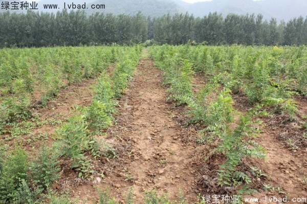 小叶<a href='https://www.lvbad.com/linmuzhongzi/1755.html' target='_blank'>朴树</a>