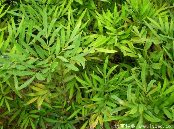 <a href='https://www.lvbad.com/linmuzhongzi/1811.html' target='_blank'>十大功劳种子</a>