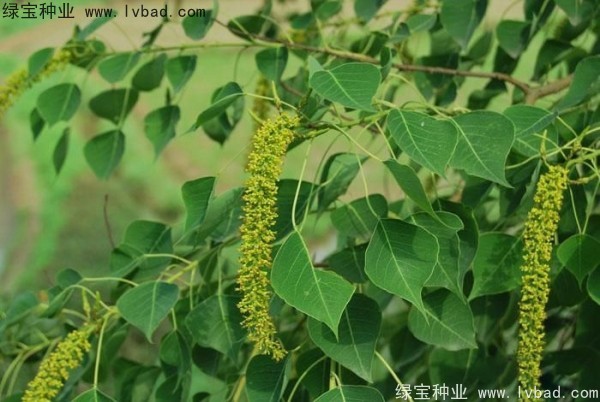 <a href='https://www.lvbad.com/linmuzhongzi/1812.html' target='_blank'>乌桕</a><a href='https://www.lvbad.com/' target='_blank'>种子</a>