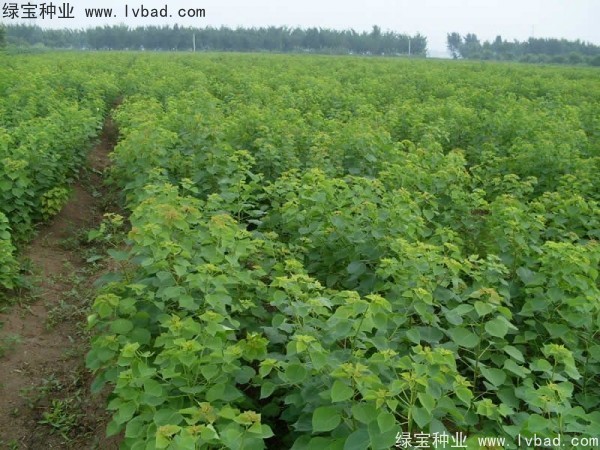 <a href='https://www.lvbad.com/linmuzhongzi/1812.html' target='_blank'>乌桕种子</a>
