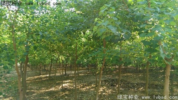 <a href='https://www.lvbad.com/linmuzhongzi/1812.html' target='_blank'>乌桕种子</a>