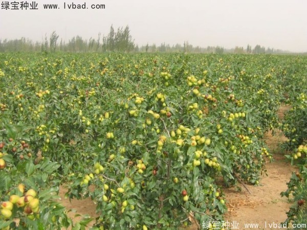 <a href='https://www.lvbad.com/linmuzhongzi/1814.html' target='_blank'>枣树</a>
