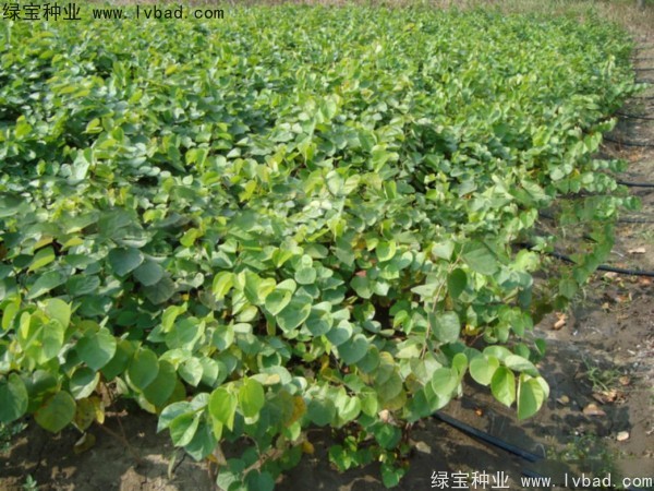 紫叶<a href='https://www.lvbad.com/linmuzhongzi/1760.html' target='_blank'>紫荆种子</a> 紫叶<a href='https://www.lvbad.com/linmuzhongzi/1760.html' target='_blank'>紫荆种子</a>