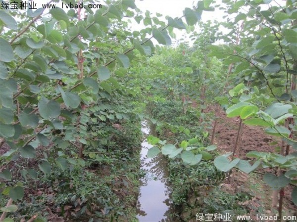 紫叶<a href='https://www.lvbad.com/linmuzhongzi/1760.html' target='_blank'>紫荆种子</a> 紫叶<a href='https://www.lvbad.com/linmuzhongzi/1760.html' target='_blank'>紫荆种子</a>