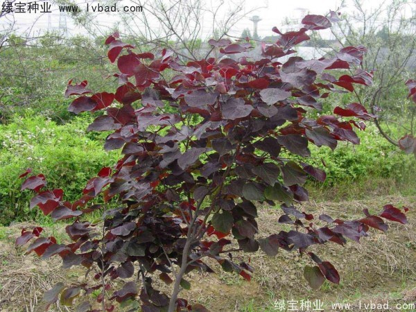 <a href='https://www.lvbad.com/linmuzhongzi/1819.html' target='_blank'>紫叶紫荆种子</a> <a href='https://www.lvbad.com/linmuzhongzi/1819.html' target='_blank'>紫叶紫荆种子</a>