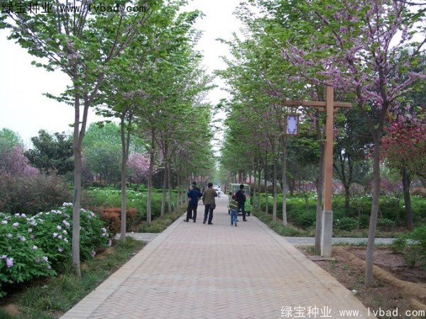 <a href='https://www.lvbad.com/linmuzhongzi/1820.html' target='_blank'>加拿大紫荆种子</a>