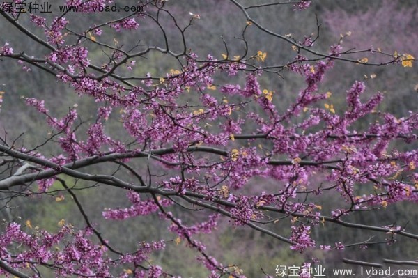 加拿大<a href='https://www.lvbad.com/linmuzhongzi/1760.html' target='_blank'>紫荆</a><a href='https://www.lvbad.com/' target='_blank'>种子</a>
