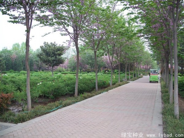 <a href='https://www.lvbad.com/linmuzhongzi/1820.html' target='_blank'>加拿大紫荆</a><a href='https://www.lvbad.com/' target='_blank'>种子</a>