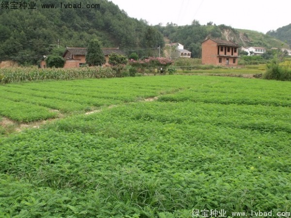 <a href='https://www.lvbad.com/linmuzhongzi/1831.html' target='_blank'>紫穗槐</a>种子