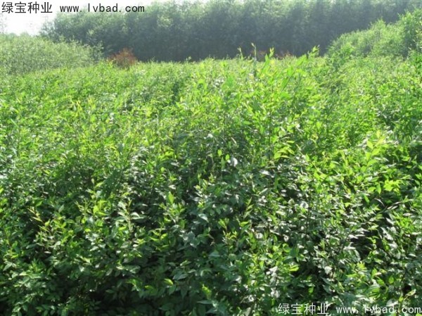 白榆<a href='https://www.lvbad.com/' target='_blank'>种子</a>