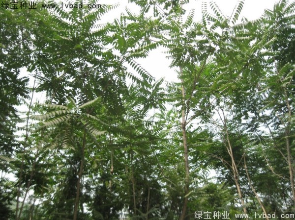 <a href='https://www.lvbad.com/linmuzhongzi/1837.html' target='_blank'>臭椿种子</a>