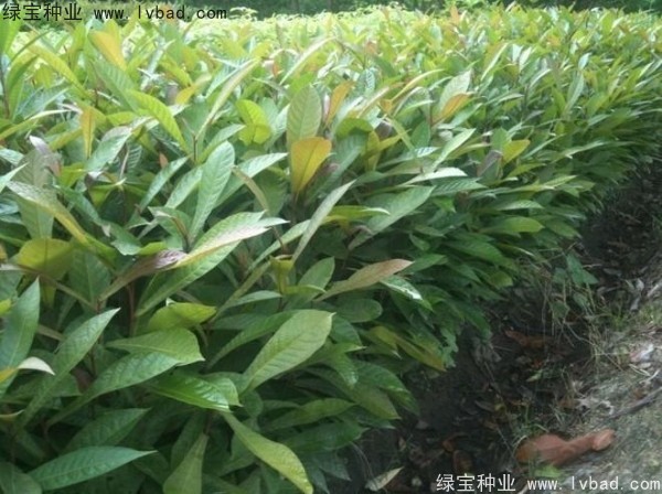 <a href='https://www.lvbad.com/linmuzhongzi/1838.html' target='_blank'>杜英种子</a>