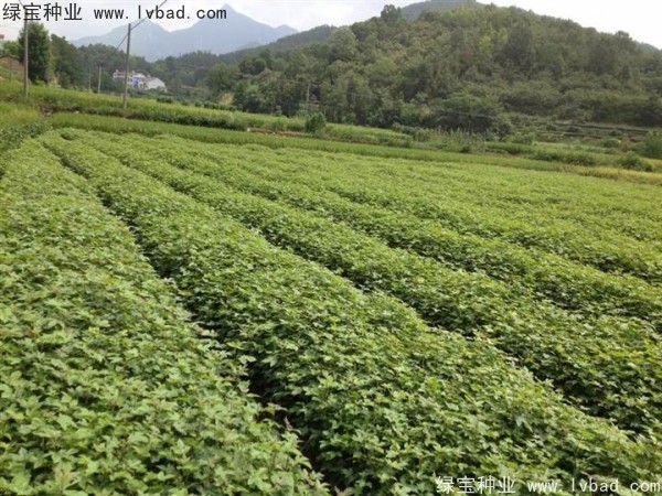 <a href='https://www.lvbad.com/linmuzhongzi/1839.html' target='_blank'>枫香种子</a>