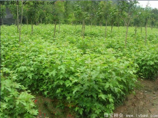 枫香<a href='https://www.lvbad.com/' target='_blank'>种子</a>