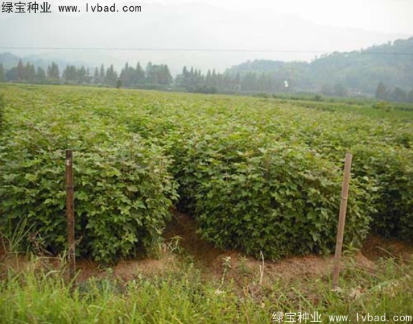 枫香<a href='https://www.lvbad.com/' target='_blank'>种子</a>