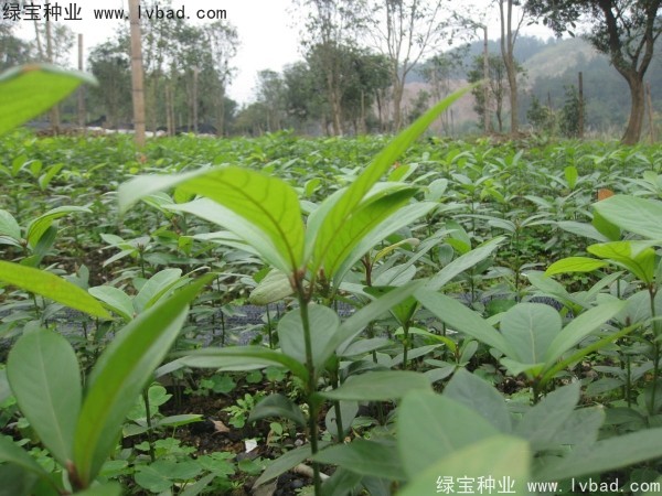 金丝<a href='https://www.lvbad.com/linmuzhongzi/2266.html' target='_blank'>楠木种子</a>