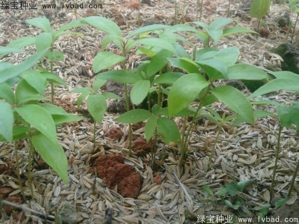 金丝<a href='https://www.lvbad.com/linmuzhongzi/2266.html' target='_blank'>楠木</a>种子